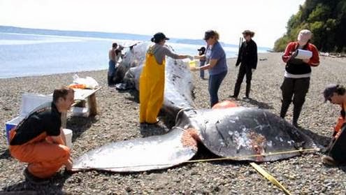 Gray whale dies bringing us a message - with stomach full of plastic trash