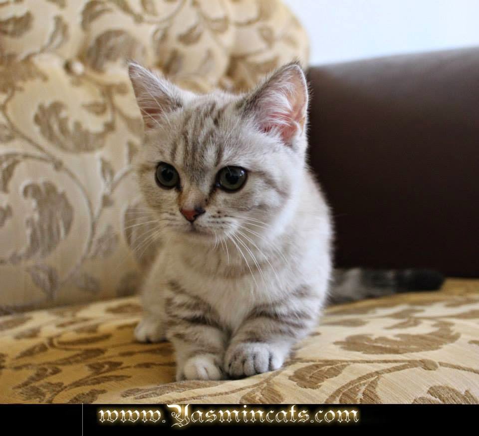 Munchkin Kittens : Nisan 2014