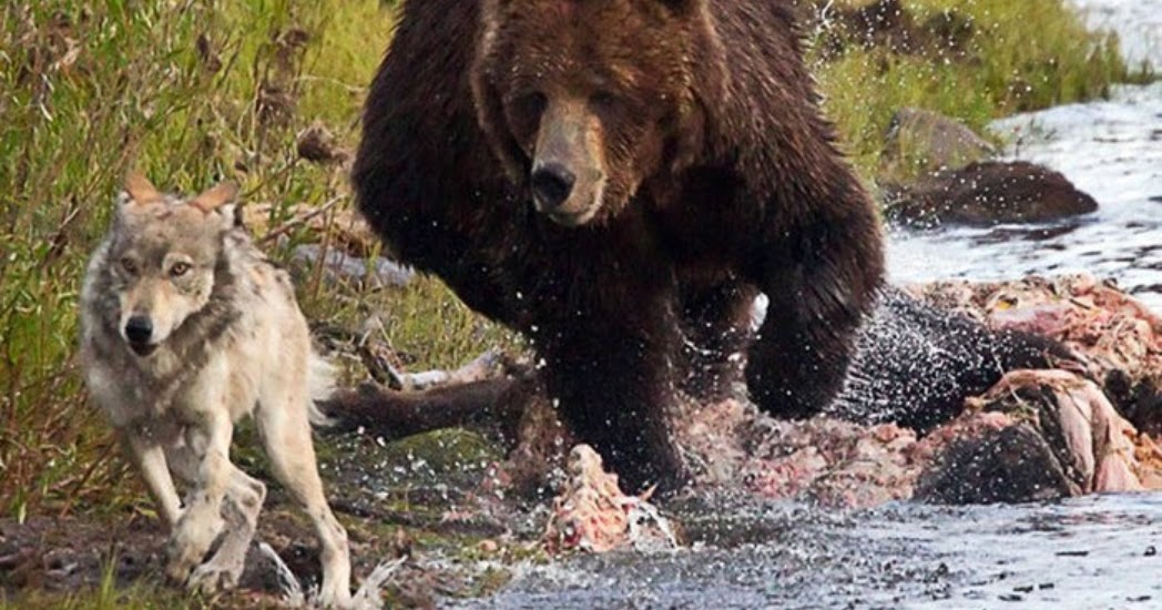 Медведь лишил ее жизни. Волки и медведи. Враги медведя в природе. Волк и Медвежонок.