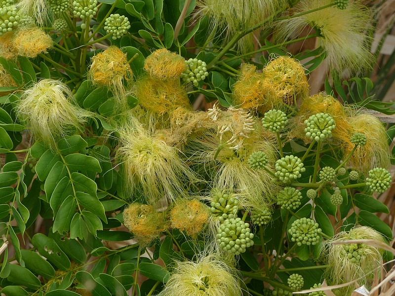 Faaxaal  Photos nature gratuites et libres de droits Bois noir des