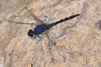 Trithemis festiva Trithemis festiva