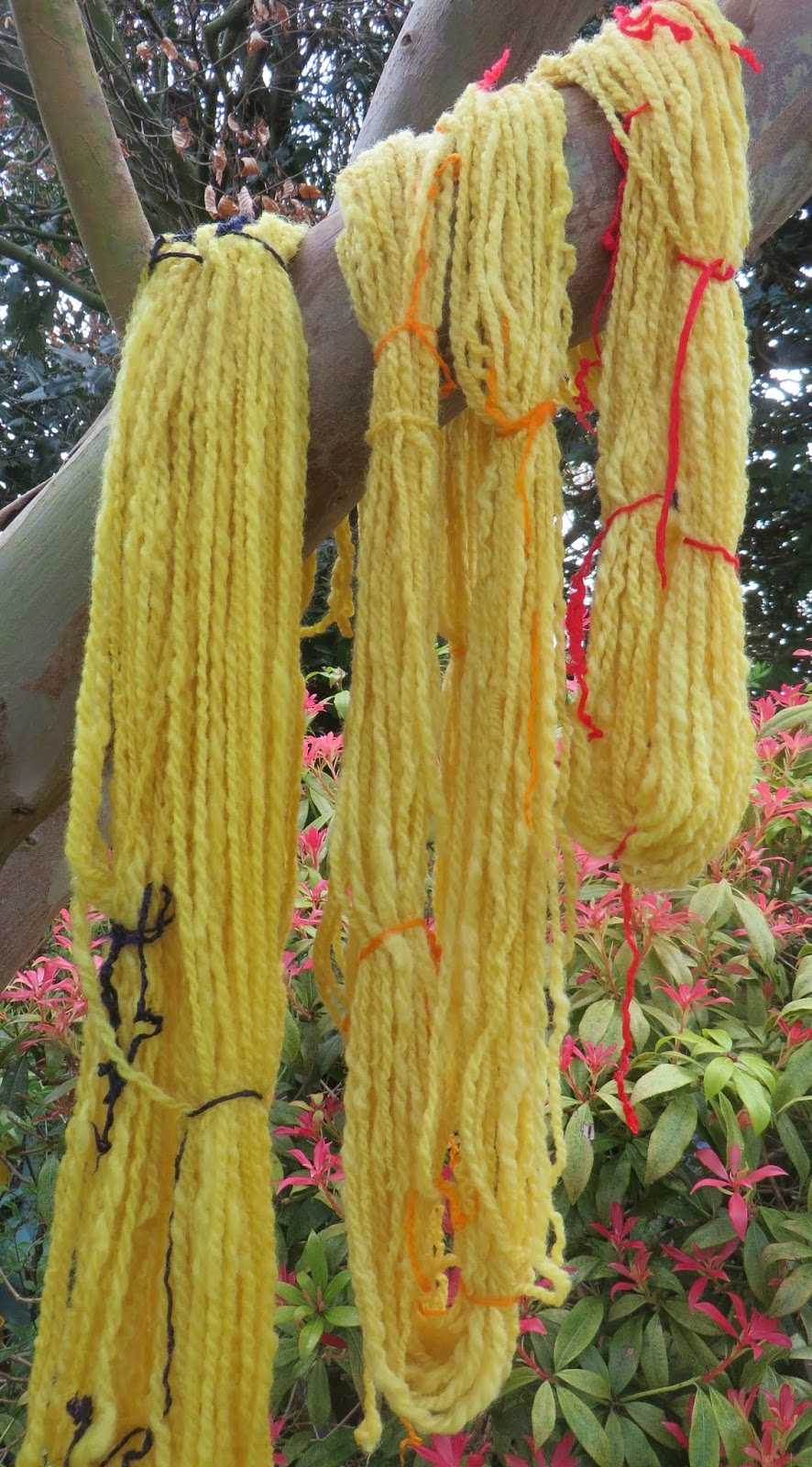 Cast On and Cast Off Daffodils! Natural Dyeing