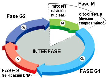 Etapas de la interfase Etapas de la interfase
