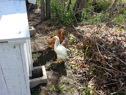 what time does chicken coop close 11