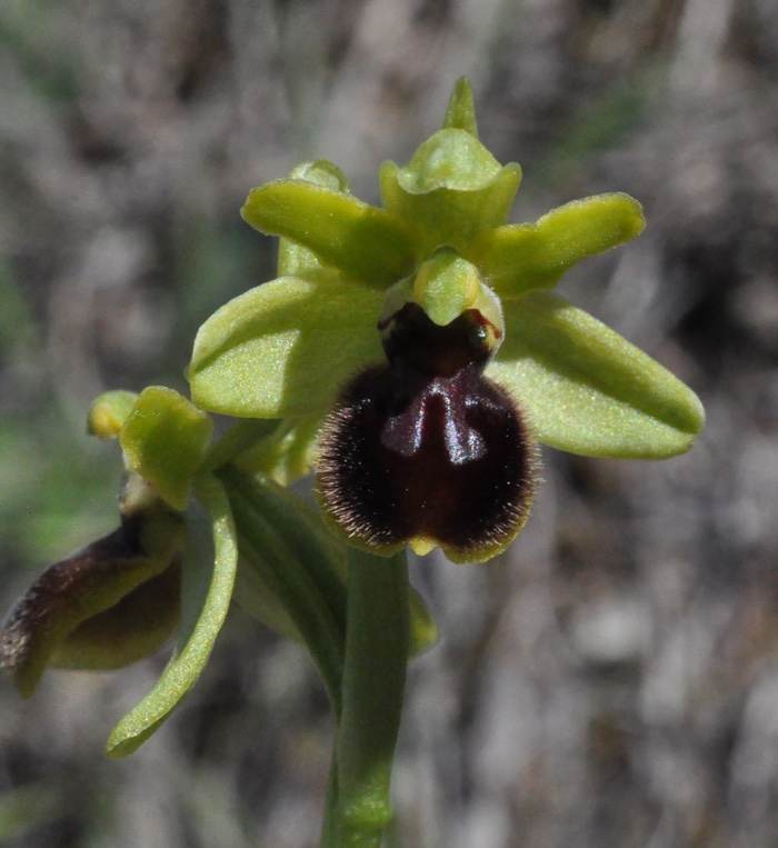 Ophrys araneola Ophrys araneola