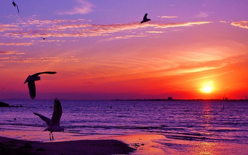 El Mundo de Rayén Gaviotas El Mundo de Rayén Gaviotas