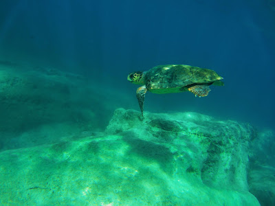 https://s-fashion-avenue.blogspot.com/2018/09/travel-diary-zakynthos-and-sea-turtles.html