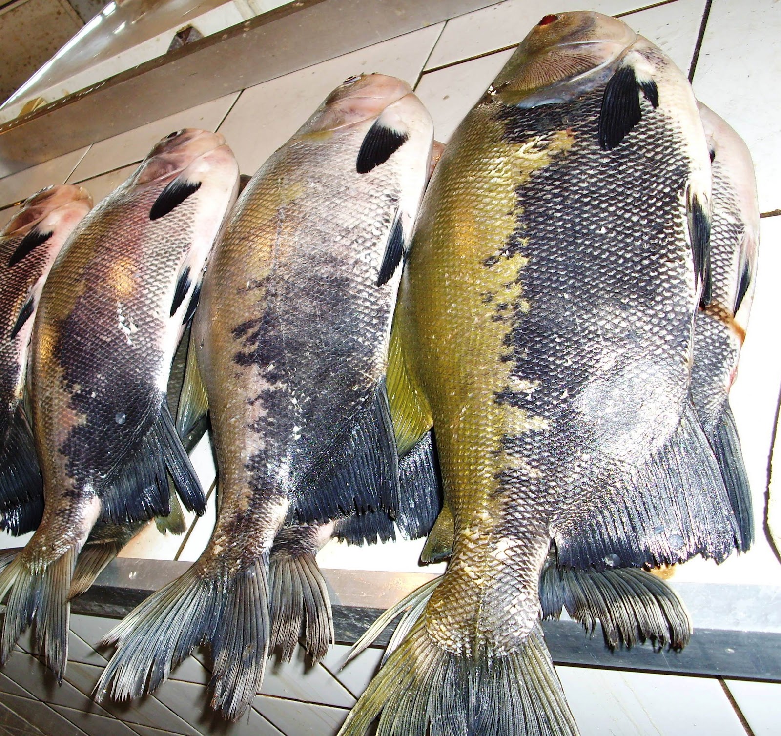 LETRAS SABOROSAS PEIXES DE ÁGUA DOCE, UMA REFEIÇÃO MAIS SAUDÁVEL FOLHA DE BOA VISTA 10/03/2012