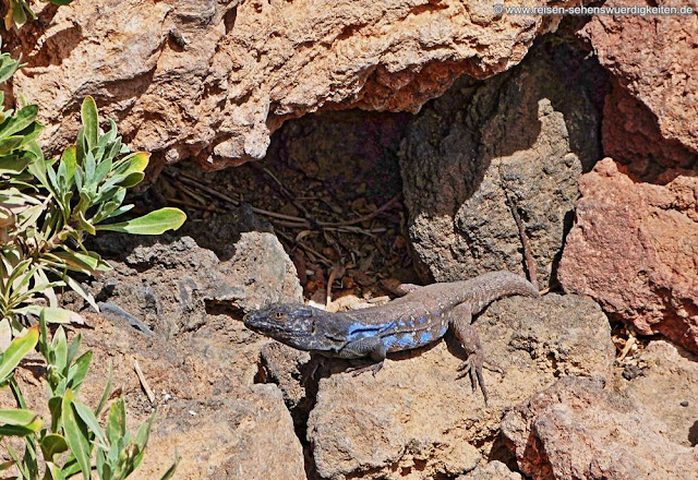 Kanarische Eidechse Kanarische Eidechse, Gecko Teneriffa
