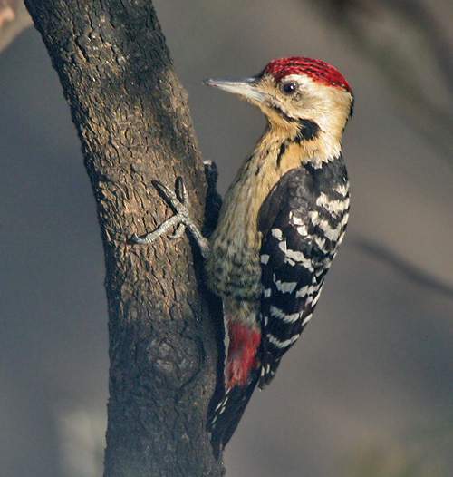 Indian birds - Picture of Fulvous-breasted woodpecker - Dendrocopos macei