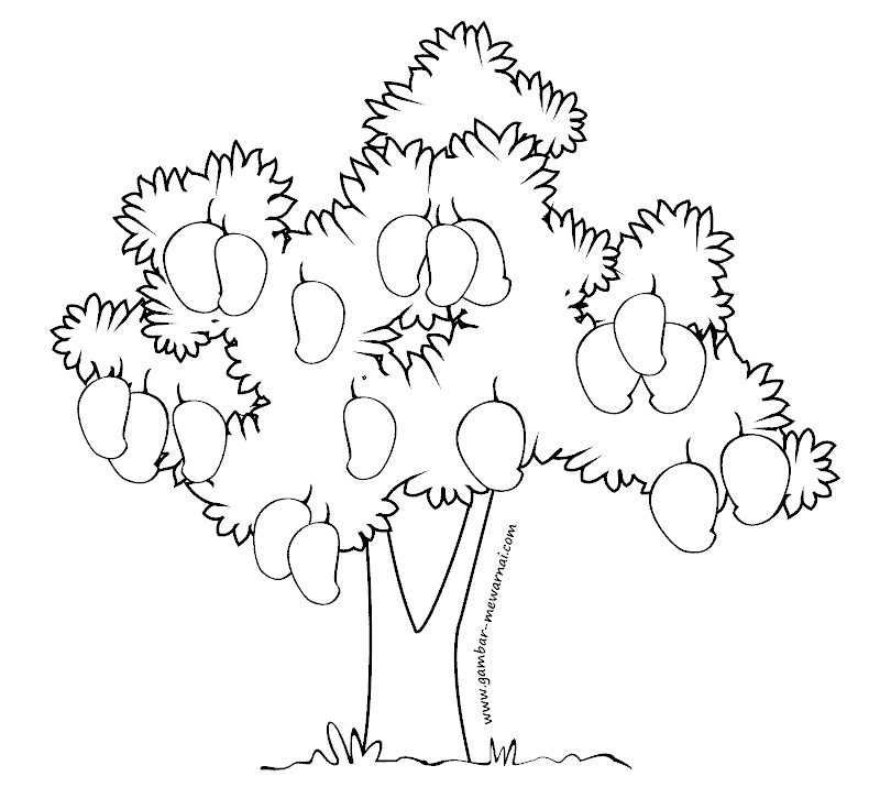 Mewarnai Pohon Mangga - Contoh Gambar Mewarnai