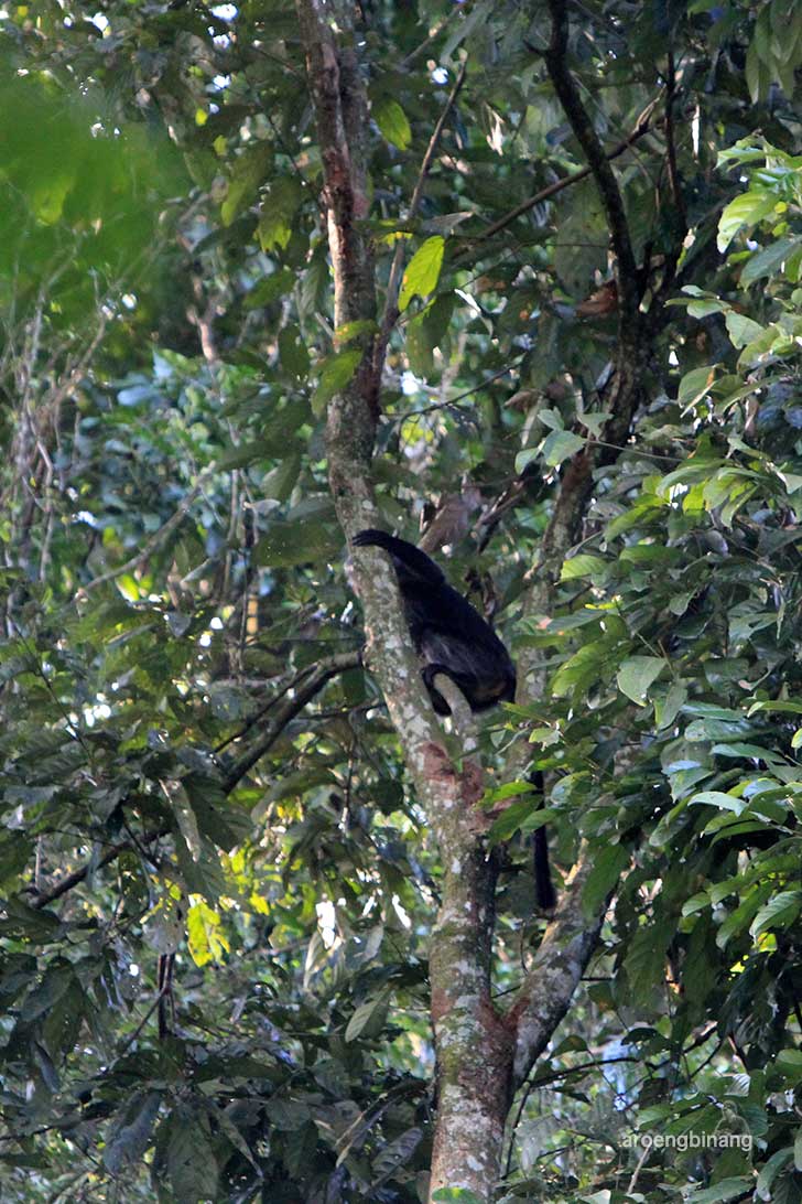ekowisata petungkriyono pekalongan