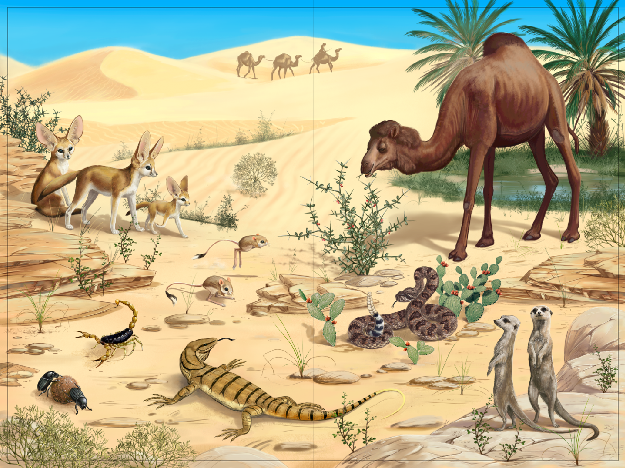 Обитатели пустыни россии. Животные пустыни. Животные пустыни для детей. Животные мир пустыни. Пустыня для детей.