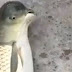 Pescador fisga peixe mutante com 'cabeça de pombo'