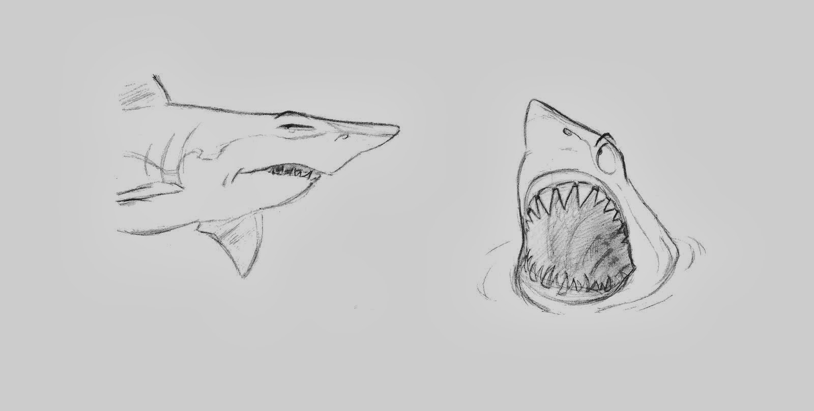 Shark sketch design, 2012