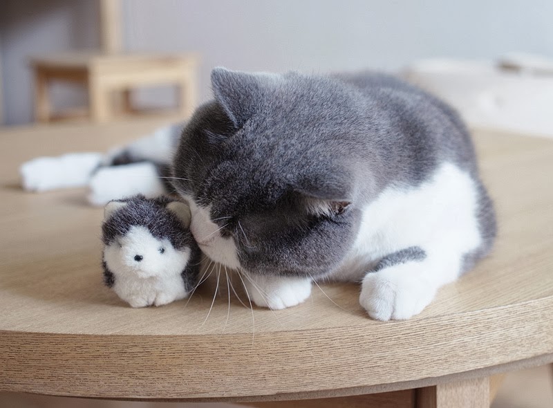 Kucing Dengan Patung Kesayangannya | Si Riang-Riang