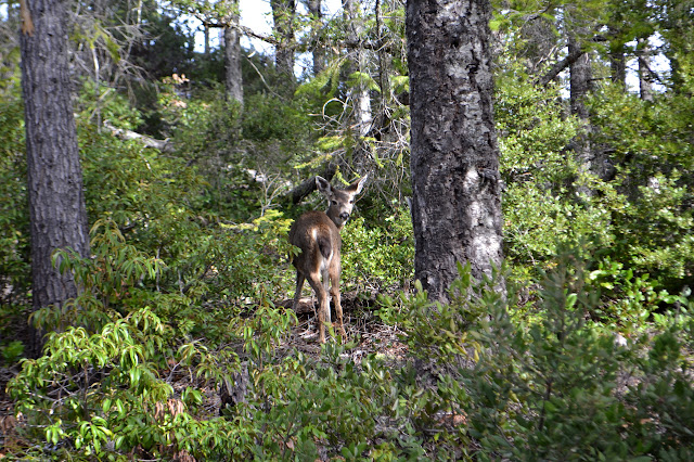 deer in the brush