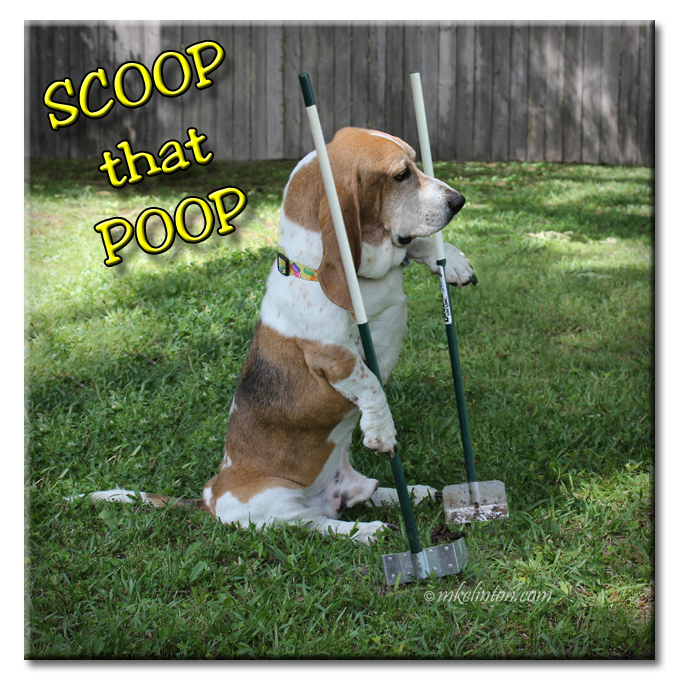 Barking from the Bayou