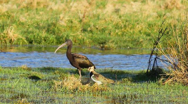 Glossy Ibis at Ely Glossy%2BIbis%2B2