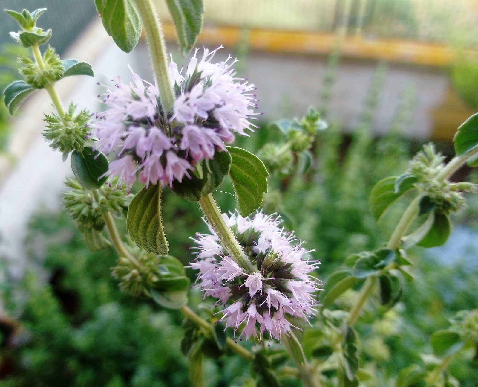 Biosfera vegetal.: Poleo o menta poleo (Mentha pulegium L.).
