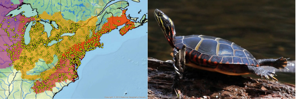 Genus Chrysemys - Kura kura Berwarna (Painted Turtle) - Turtle of the