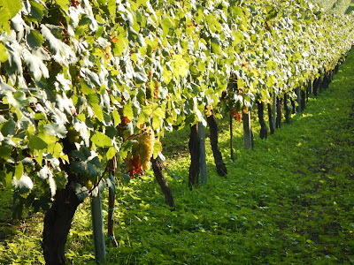 vigneti vulcanici lazio