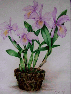 Tanaman anggrek, teknik kering pensil warna Gambar Tanaman anggrek, teknik kering pensil warna sebagai Cara Sketsa Flora dan Fauna Dengan Mudah