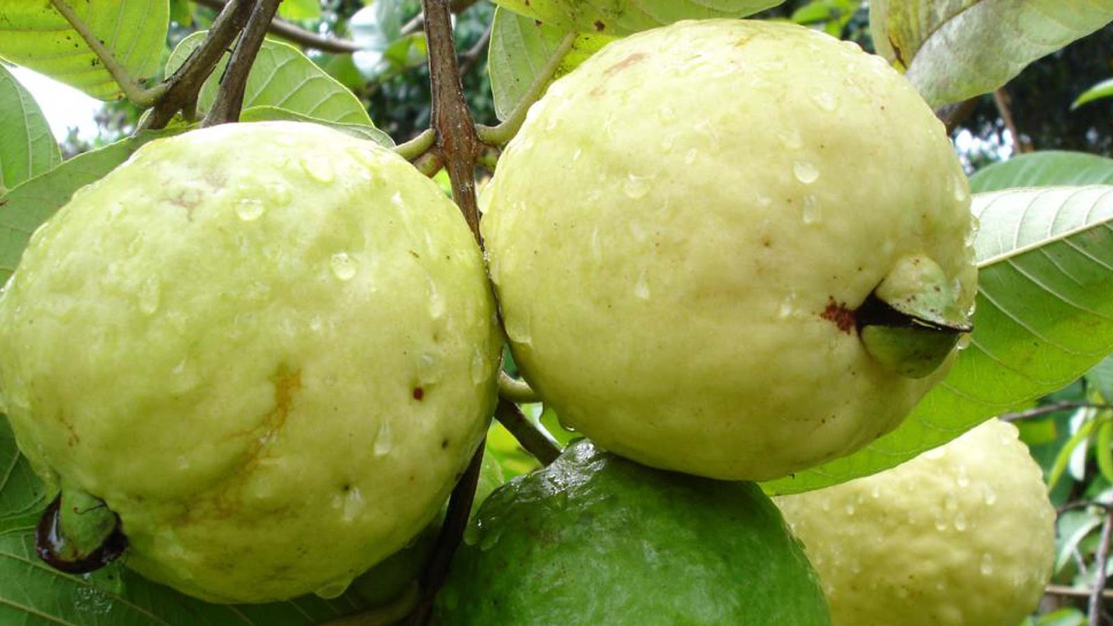 10 Wallpaper Buah Jambu Biji : www.buahaz.com