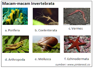 Pengertian Hewan Invertebrata, Ciri, Fillum, dan Contohnya