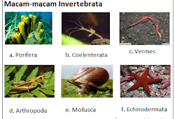 Pengertian Hewan Invertebrata Ciri Fillum Dan Contohnya Satwa