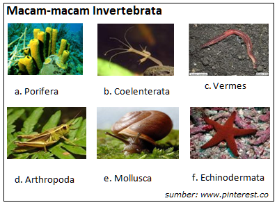 31+ Contoh Spesies Hewan Invertebrata