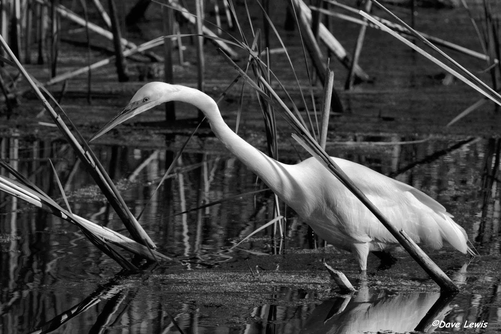 Birds from Behind : Life is Black and White...