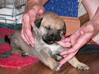 Teething National Puppy Day