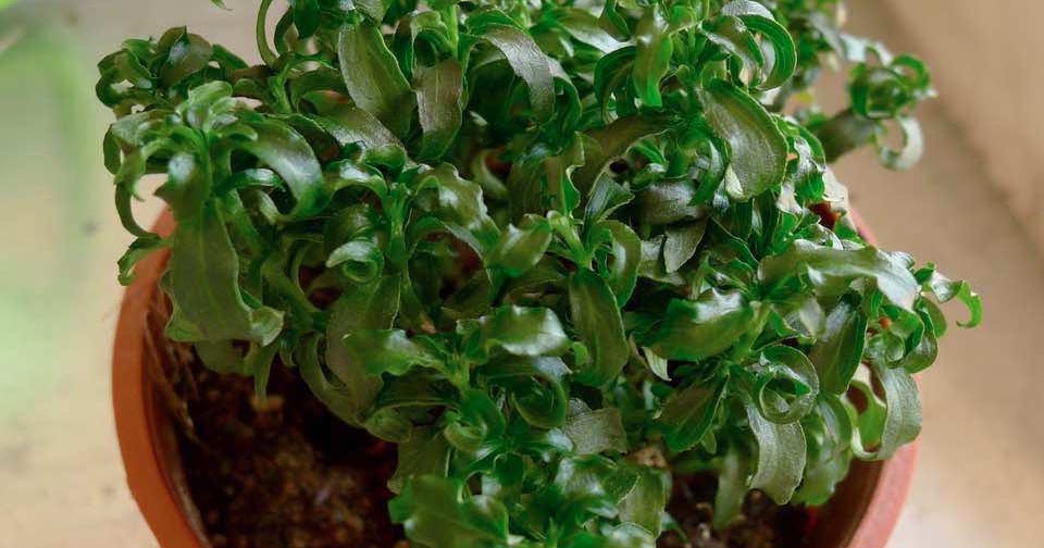 my-plant-finder-plant-guide-alternanthera-ficoidea-christmas-tree