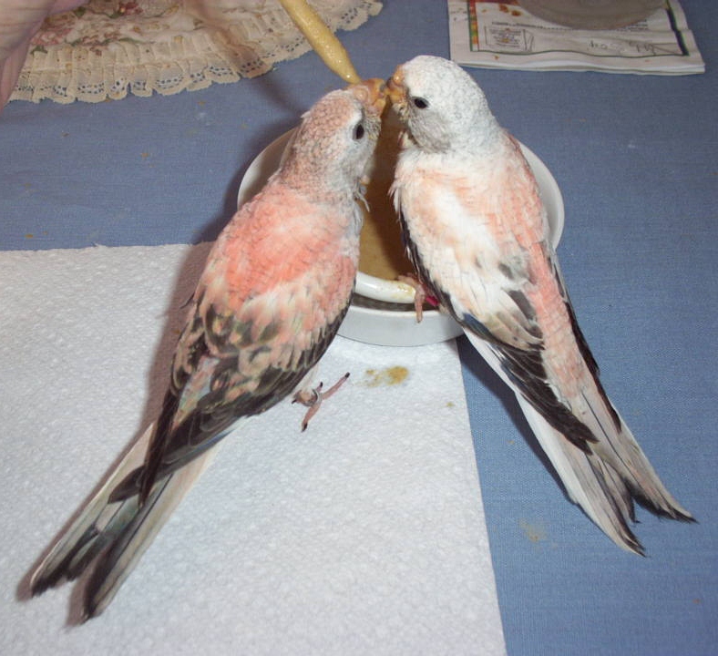 The Splendid Bourke Bird Blog Bourke Parakeet Clutches of 2012