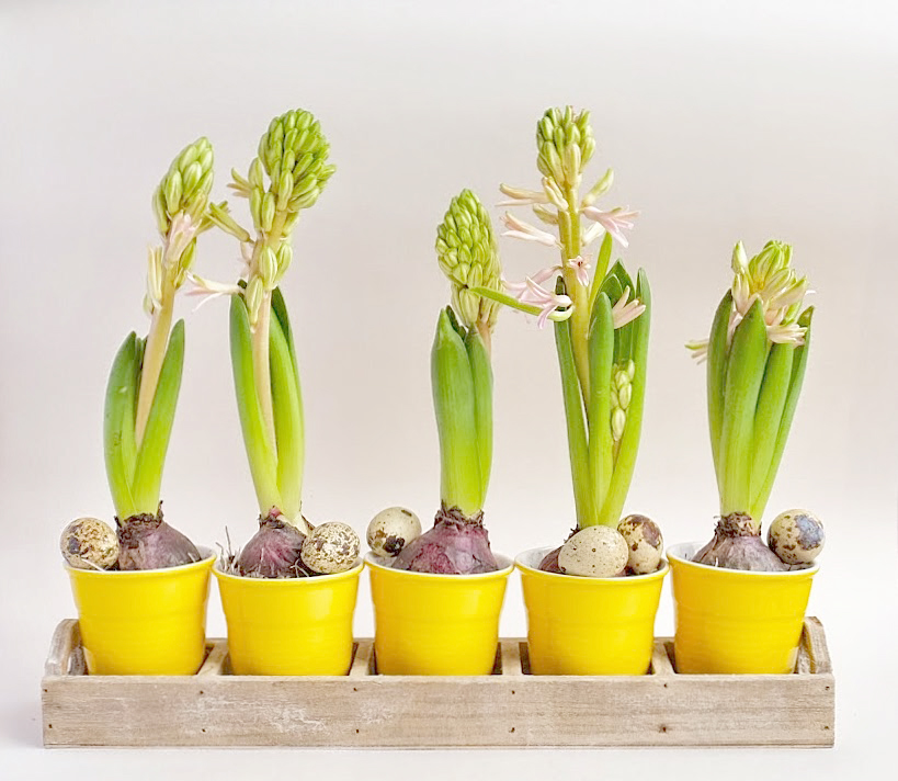 Creatief met bloembollen (Decoratie) Creatief met bloembollen (Decoratie)