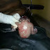 A woman gives birth to beast in Edo.Pics