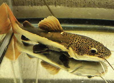 Bentuk Fisik Redtail Catfish