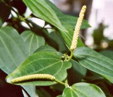 KANKOLA (Piper Cubeba)