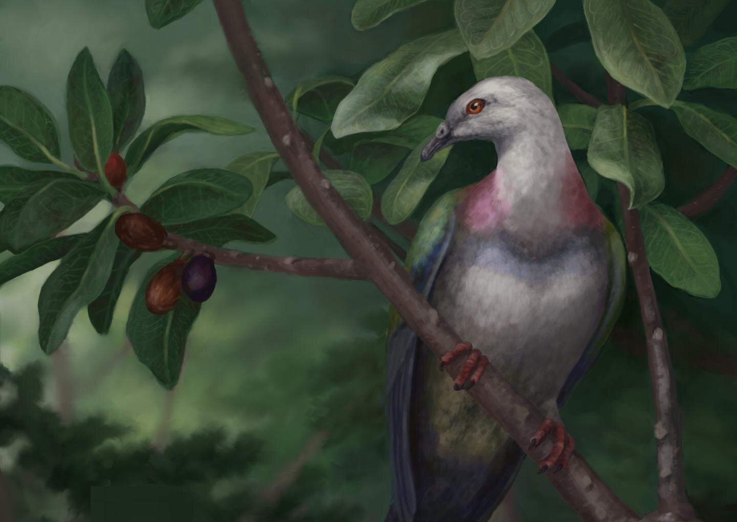 Голубь маврикий. Вымерший голубь маврикия. Вымерший голубь гигант 5 букв сканворд. Розовый голубь маврикий. Вымерший голубь маврикия.