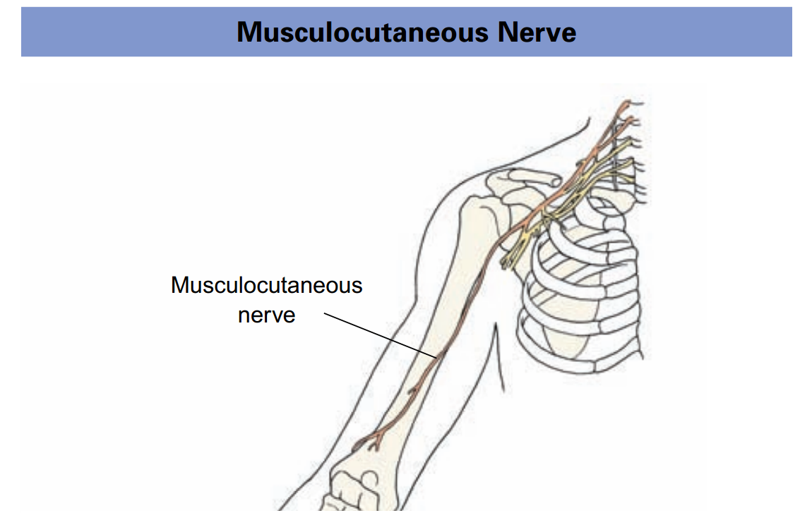 Physio study BD: Musculocutaneous Nerve