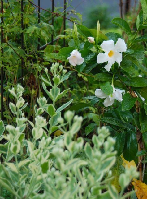 And I really like how this white Mandevilla looks flowering beside Sedum 'Frosty Morn' which is just in bud.