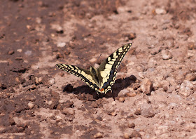 Swallowtail Butterfly - Northern Spain