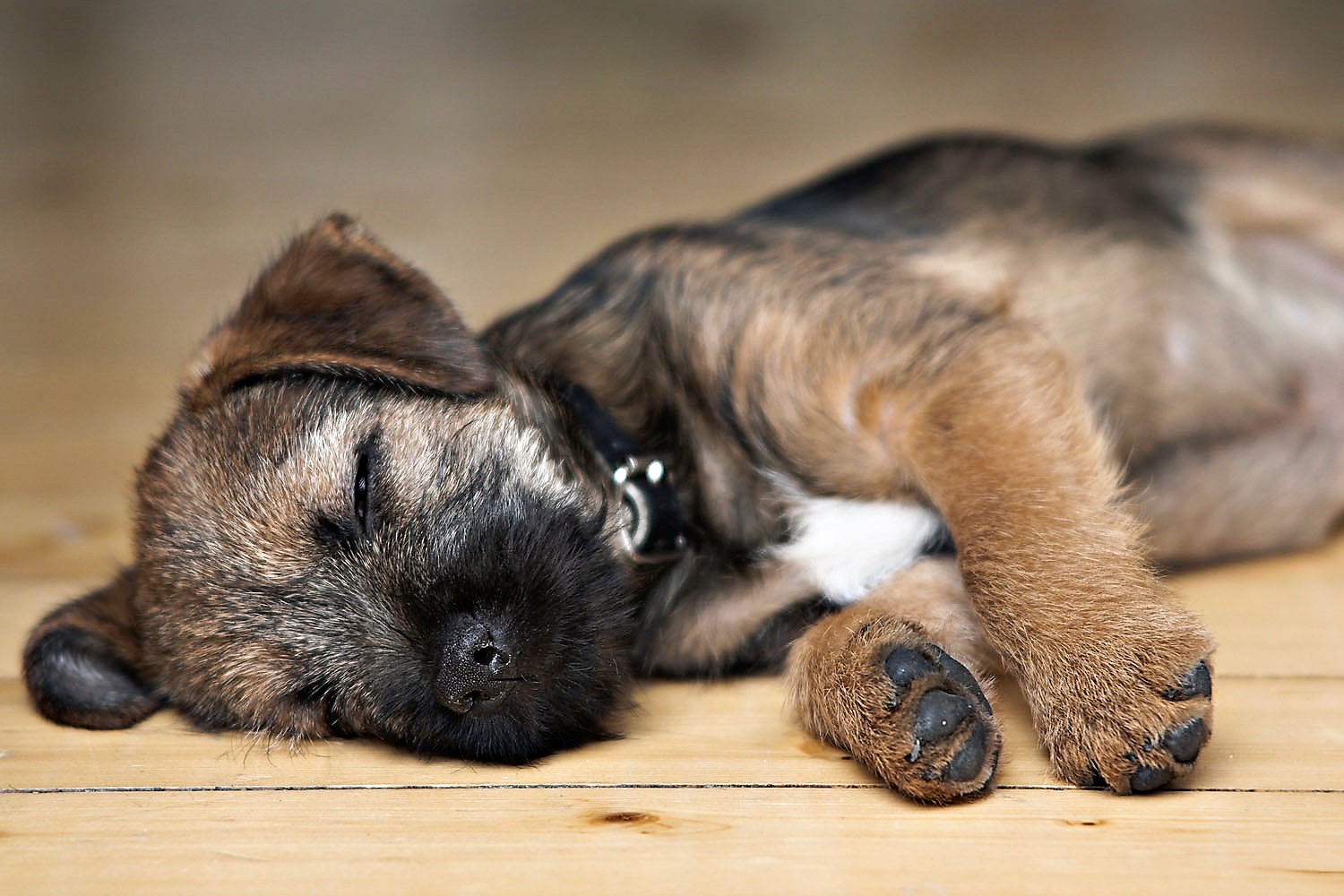 Fieggentrio Men moet geen slapende honden wakker maken Fieggentrio Men moet geen slapende honden wakker maken