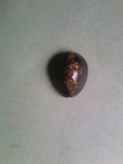 siput keong laut aneka macam siput keong laut