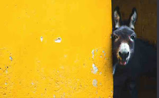 Hiding donkey Hiding donkey