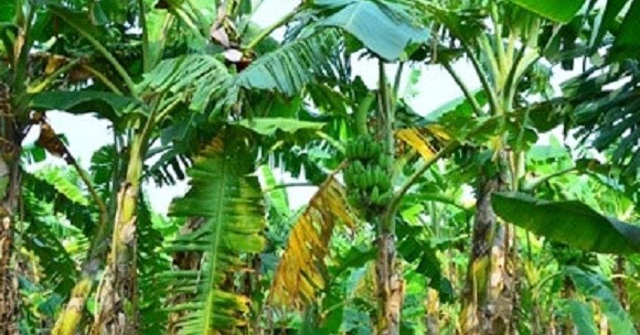 Pozie Pohon Sukun Berkembang Biak Dengan Cara