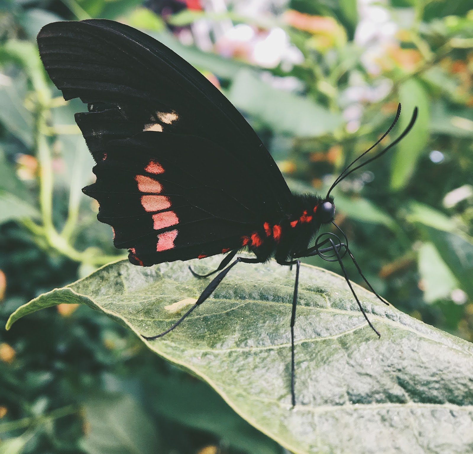 close up of black butterfly