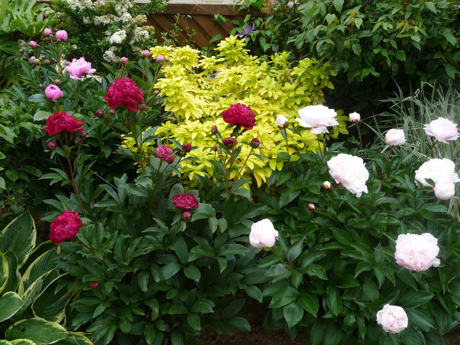 Ma Terre de Bruyère: Les pivoines sont enfin ouvertes.