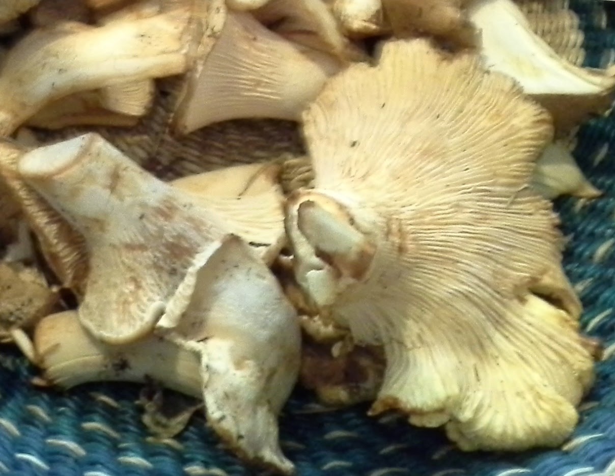 Breakfast Bro Hunting Oregon's Wild Chanterelle Mushroom